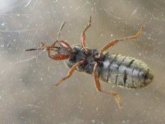 Dimorphopterus pallipes