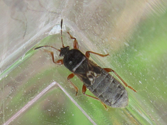 Dimorphopterus pallipes