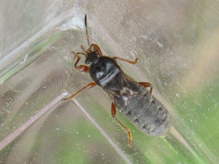 Dimorphopterus pallipes