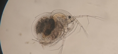 Drepanothrix dentata