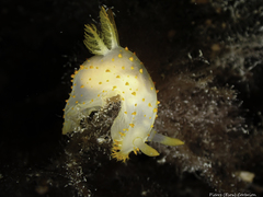 Crimora papillata