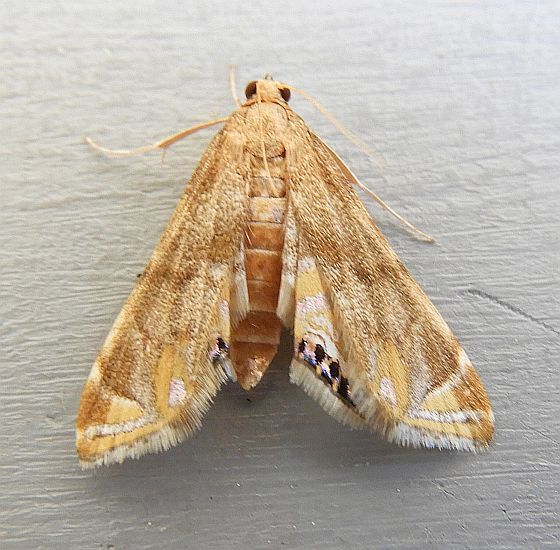 Crony Petrophila
