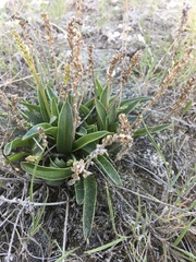 Plantago eriopoda