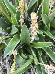 Plantago eriopoda
