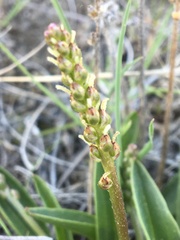 Plantago eriopoda