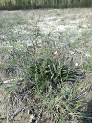 Plantago eriopoda