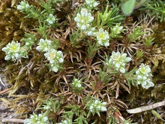 Scleranthus perennis