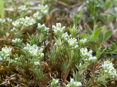 Scleranthus perennis