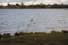 Sterna hirundo