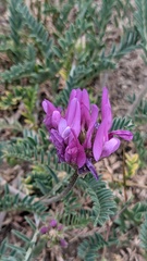 Astragalus onobrychis