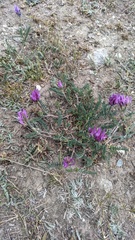 Astragalus onobrychis