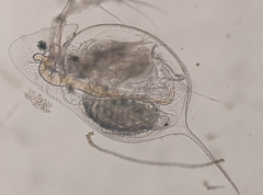 Daphnia galeata