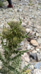 Cirsium echinus