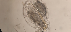 Daphnia galeata