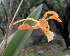 Encyclia
