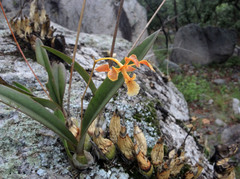 Encyclia