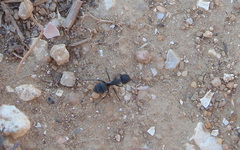Camponotus micans