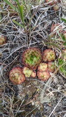 Sempervivum caucasicum