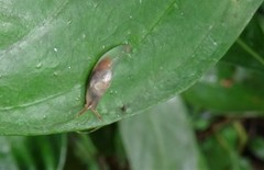 Sheldoniinae