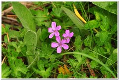 Geranium asphodeloides