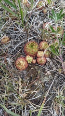 Sempervivum caucasicum