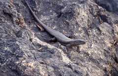 Matobosaurus validus