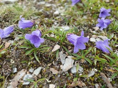 Campanula dasyantha