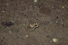 Tomopterna marmorata