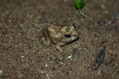 Tomopterna marmorata