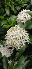 Ixora parviflora