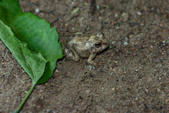 Tomopterna marmorata