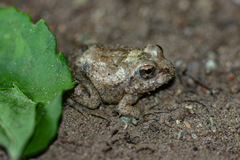 Tomopterna marmorata