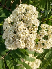 Sorbus aucuparia
