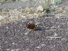 Vanessa atalanta