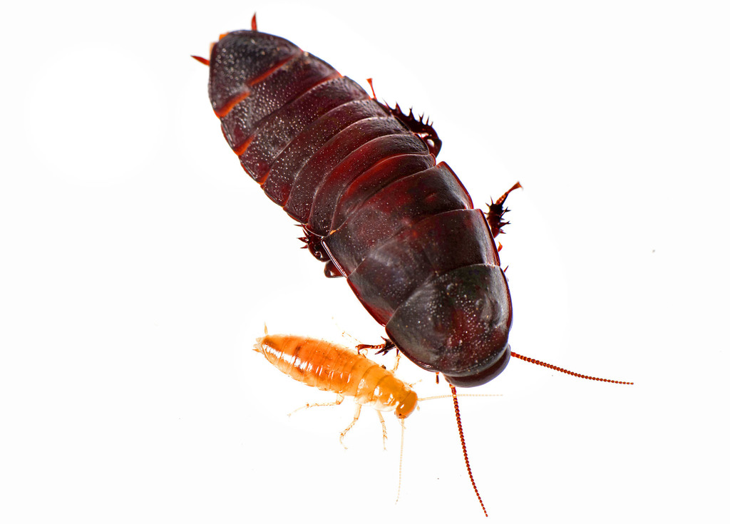 Brown-hooded Cockroaches