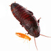 Cucarachas de la Madera - Photo (c) Courtney Long, algunos derechos reservados (CC BY-NC), subido por Courtney Long