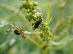 Gastrophysa viridula