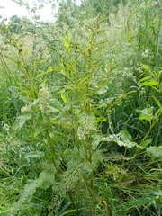 Gastrophysa viridula