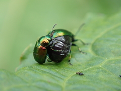 Gastrophysa viridula