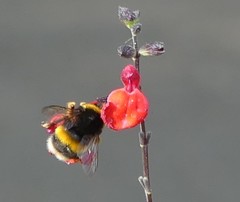Bombus terrestris