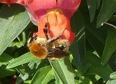 Bombus pascuorum