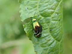 Gastrophysa viridula