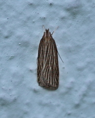 Helcystogramma albinervis