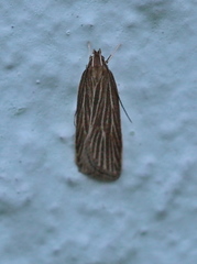 Helcystogramma albinervis