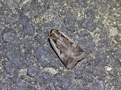 Parabagrotis