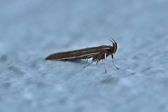 Helcystogramma albinervis