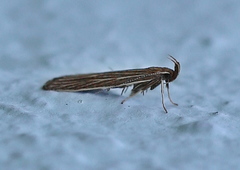 Helcystogramma albinervis