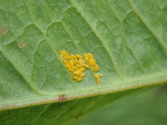 Gastrophysa viridula