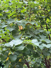 Magnoliopsida