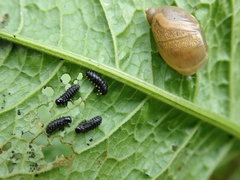 Gastrophysa viridula